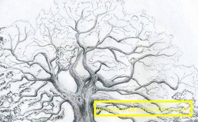 Kako nacrtati stablo: korak po korak savjete