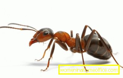 Gdje dolaze crveni mravi