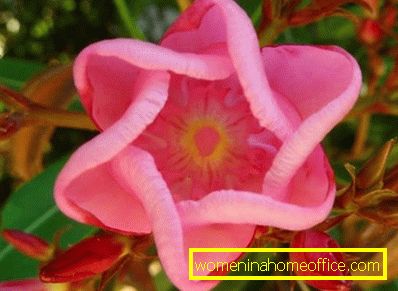 Oleander - mediteranska ruža: njega i uzgoj u vrtu
