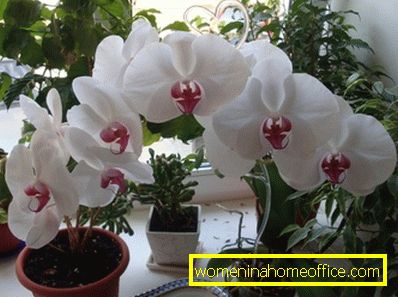Orhideja: njega nakon cvatnje